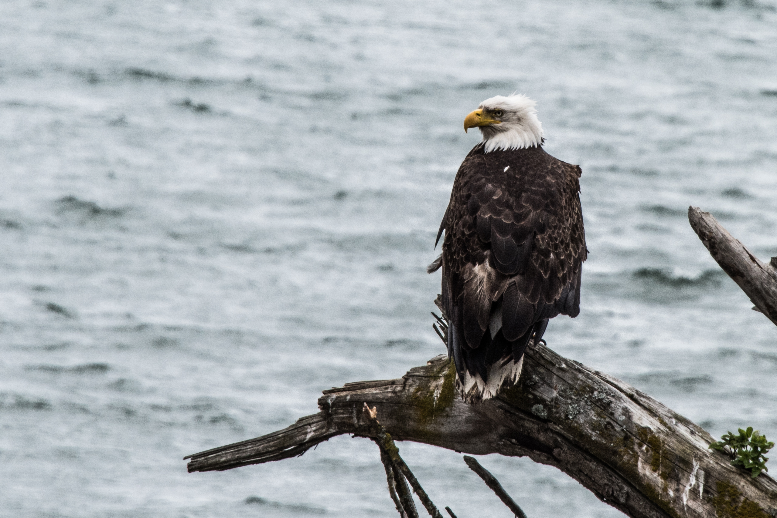 Lutak Inlet Eagle – Allan J Jones Photo Blog
